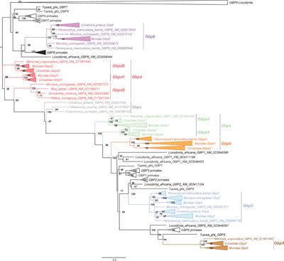 Evolution of Guanylate Binding Protein (GBP) Genes in Muroid Rodents (Muridae and Cricetidae) Reveals an Outstanding Pattern of Gain and Loss